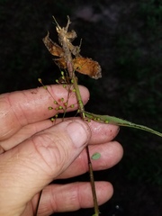 Dichanthelium angustifolium