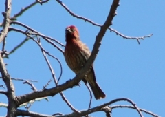 Haemorhous mexicanus