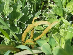 Puccinia sii-falcariae