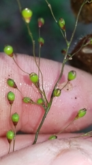 Dichanthelium angustifolium