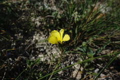 Linum tauricum