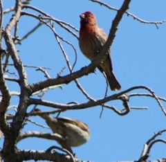 Haemorhous mexicanus