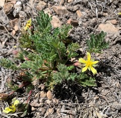 Potentilla crinita