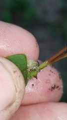 Dichanthelium angustifolium