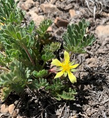 Potentilla crinita