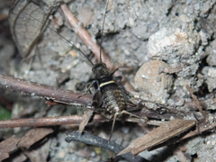 Teleogryllus mitratus