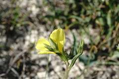 Linum tauricum
