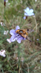 Volucella inflata