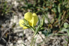 Linum tauricum