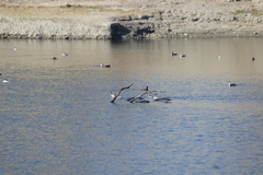 Aechmophorus clarkii