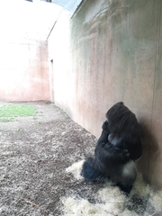 Gorilla