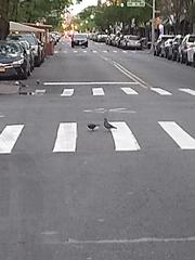Columba livia domestica