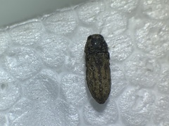 Anambodera