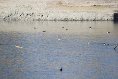 Aechmophorus clarkii