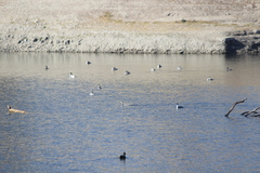 Aechmophorus clarkii