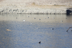 Aechmophorus clarkii