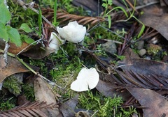 Entoloma sericellum