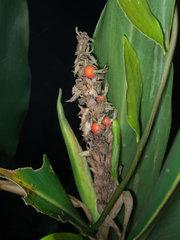 Alpinia stachyodes