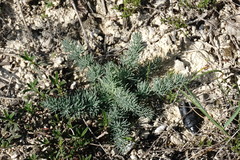 Seseli dichotomum