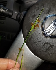 Rhynchospora recognita