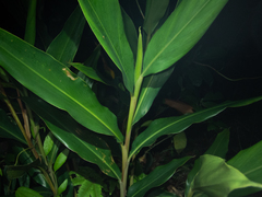 Alpinia stachyodes