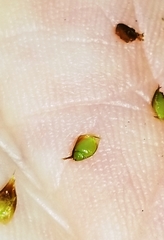 Rhynchospora recognita