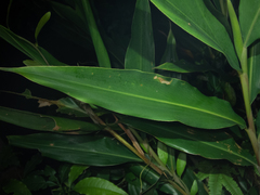 Alpinia stachyodes