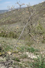 Seseli dichotomum