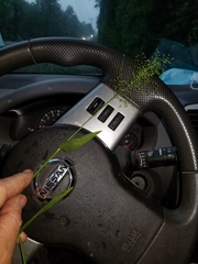 Dichanthelium sphaerocarpon