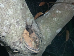 Dendrolycosa
