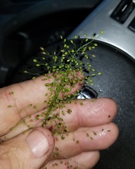 Dichanthelium sphaerocarpon