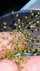 Dichanthelium sphaerocarpon