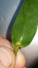 Dichanthelium sphaerocarpon