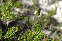 Veronica taurica