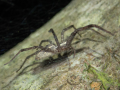 Dendrolycosa