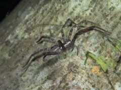 Dendrolycosa