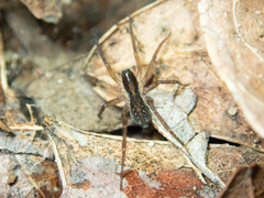 Zoicinae