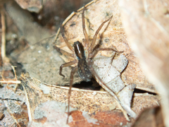 Zoicinae
