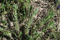 Linum lanuginosum