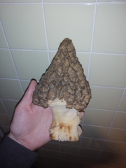 Morchella esculenta