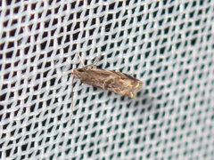 Helcystogramma