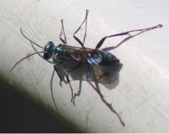 Chalybion zimmermanni