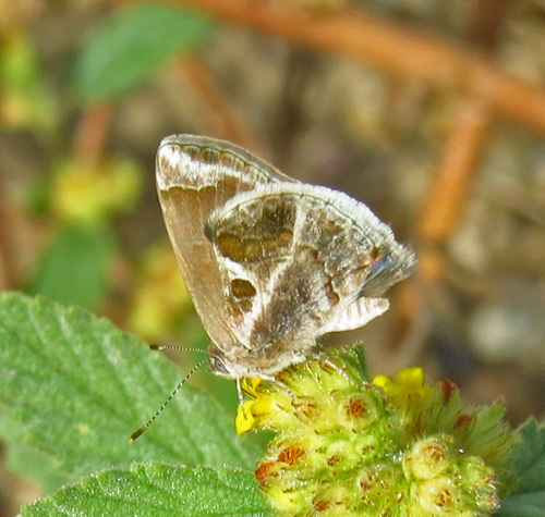 Lantana Scrub-Hairstreak