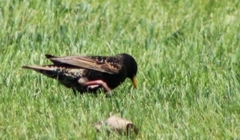 Sturnus vulgaris