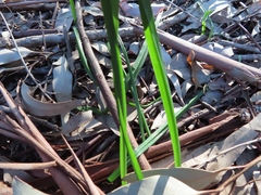 Allium triquetrum