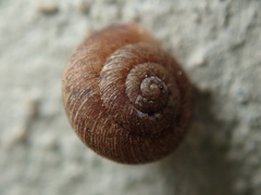 Microxeromagna lowei