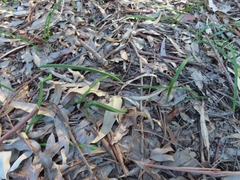 Allium triquetrum