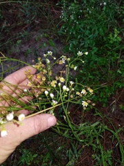 Erigeron tenuis