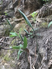 Polygonatum biflorum