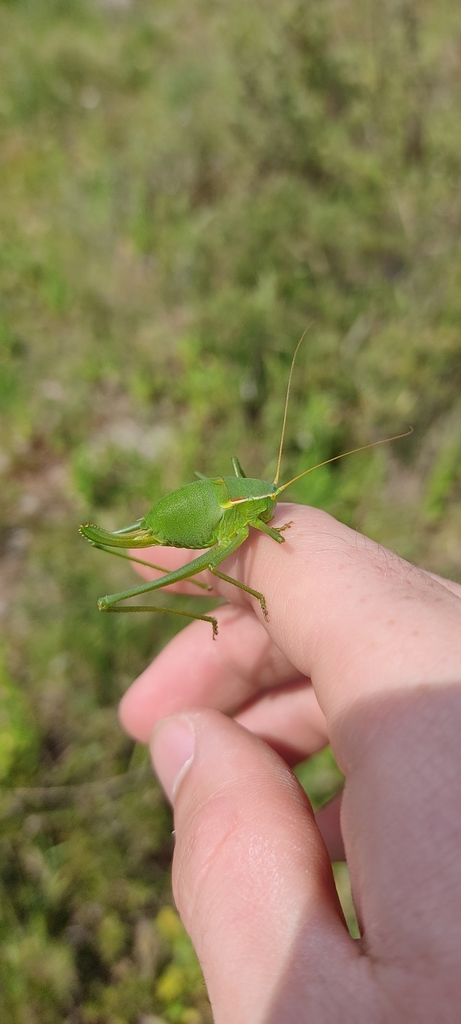 Pyrenean Plump Bush-cricket